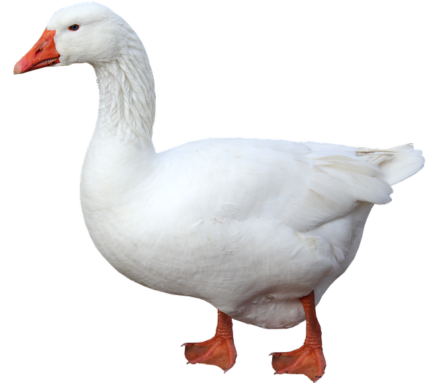 Gęś cała mrożona | kg.